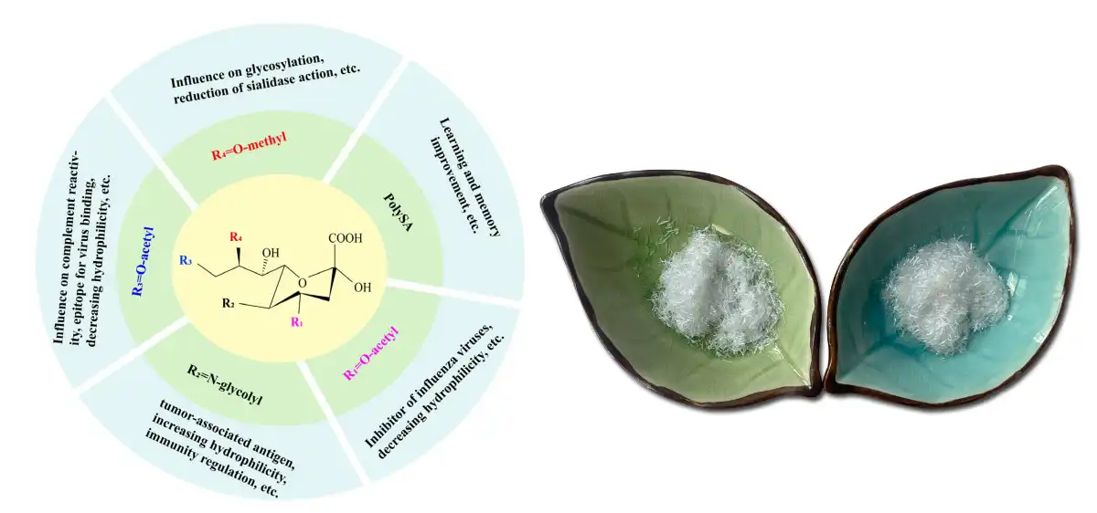 Sialic Acid Powder Supply.jpg